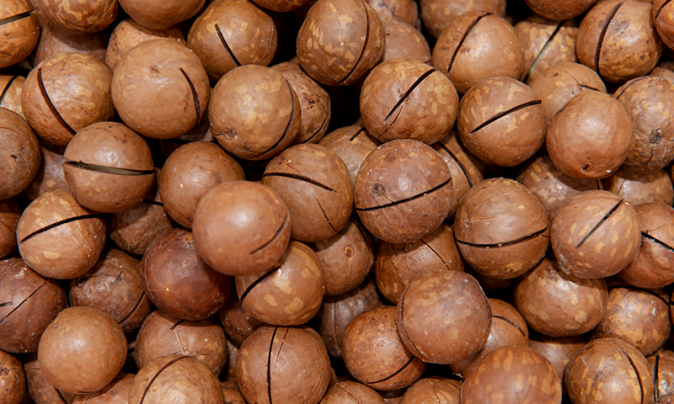 MACADAMIA NUTS EXPORT